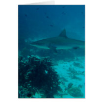 Grey Reef Shark Swimming Greeting Cards