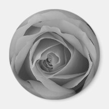 grey  rose fridge magnet