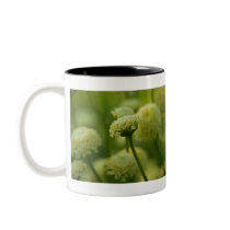 Grey Santolina | Graues Heiligenkraut Coffee Mugs