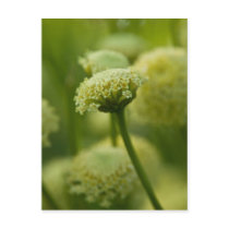 Grey Santolina | Graues Heiligenkraut Post Card