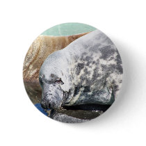 Grey Seal Close Up Portrait buttons