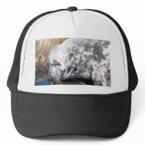 Grey Seal Close Up Portrait hats