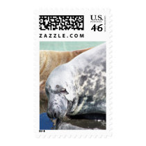 Grey Seal Close Up Portrait postage by thekingchivas Grey Seal Close Up Portrait postage