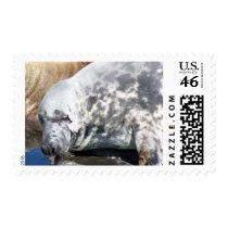 Grey Seal Close Up Portrait postage by thekingchivas Grey Seal Close Up Portrait postage
