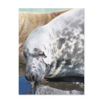 Grey Seal Close Up Portrait postcards by thekingchivas Grey Seal Close Up Portrait postcards