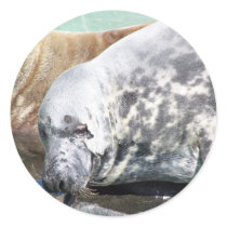 Grey Seal Close Up Portrait stickers by thekingchivas Grey Seal Close Up Portrait stickers