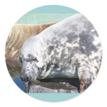 Grey Seal Close Up Portrait stickers by thekingchivas Grey Seal Close Up Portrait stickers