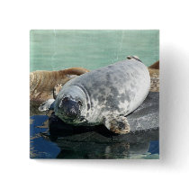Grey Seal Looking Up buttons