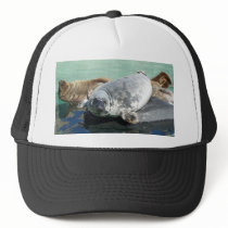 Grey Seal Looking Up hats