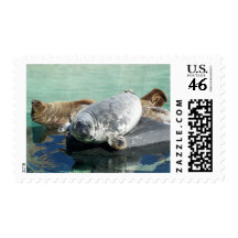 Grey Seal Looking Up Postage Stamp
