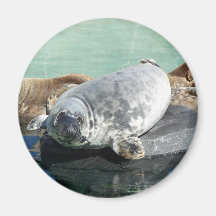 Grey Seal Looking Up Refrigerator Magnet