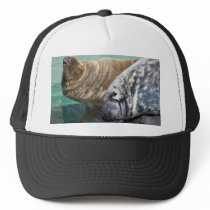 Grey Seal Pair Portrait hats