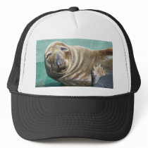 Grey Seal Straight On Portrait hats