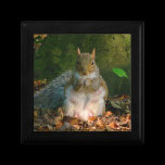 Grey Squirrel 01 gift boxes