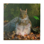 Grey Squirrel 01 tiles