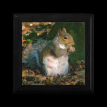 Grey Squirrel 02 gift boxes