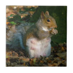 Grey Squirrel 02 tiles