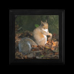 Grey Squirrel 03 gift boxes