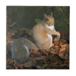 Grey Squirrel 03 tiles