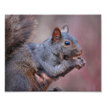 Grey Squirrel Art Photo