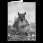 Grey Squirrel - Bute Park, Cardiff, Wales, UK cards
