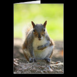 Grey Squirrel - Bute Park, Cardiff, Wales, UK cards