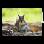 Grey Squirrel - Bute Park, Cardiff, Wales, UK cards