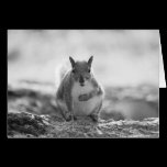 Grey Squirrel - Bute Park, Cardiff, Wales, UK cards