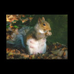 Grey Squirrel - Bute Park, Cardiff, Wales, UK canvas prints