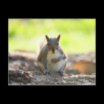 Grey Squirrel - Bute Park, Cardiff, Wales, UK postcards