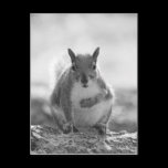 Grey Squirrel - Bute Park, Cardiff, Wales, UK postcards