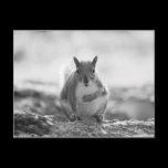 Grey Squirrel - Bute Park, Cardiff, Wales, UK postcards