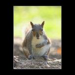 Grey Squirrel - Bute Park, Cardiff, Wales, UK postcards