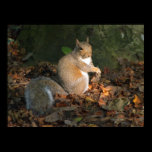 Grey Squirrel - Bute Park, Cardiff, Wales, UK posters
