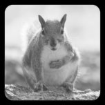 Grey Squirrel - Bute Park, Cardiff, Wales, UK stickers
