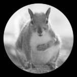Grey Squirrel - Bute Park, Cardiff, Wales, UK stickers