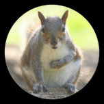 Grey Squirrel - Bute Park, Cardiff, Wales, UK stickers