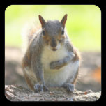 Grey Squirrel - Bute Park, Cardiff, Wales, UK stickers