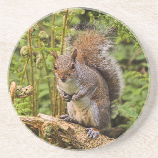 Blind squirrel coupons