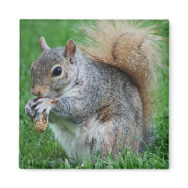 Grey Squirrel  Magnet