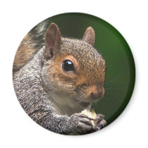 Grey Squirrel Fridge Magnets