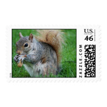Grey Squirrel Postage Stamp
