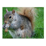 Grey Squirrel  Postcard postcards