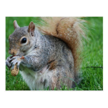 Grey Squirrel  Postcard