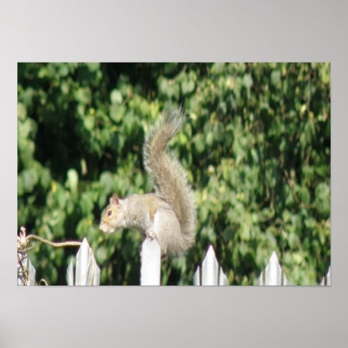 Grey Squirrel Print print