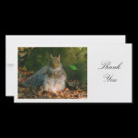 Grey Squirrel - Thank You photo cards