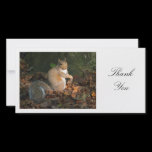 Grey Squirrel - Thank You photo cards