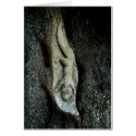 Grey Squirrel Tree Carving cards