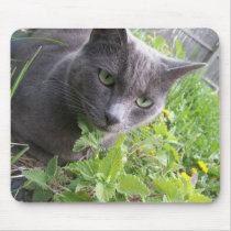 grey summer kitty cat kitten mouse pad
