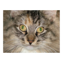 Grey Tabby Cat posters by Quequay Grey Tabby Cat posters
